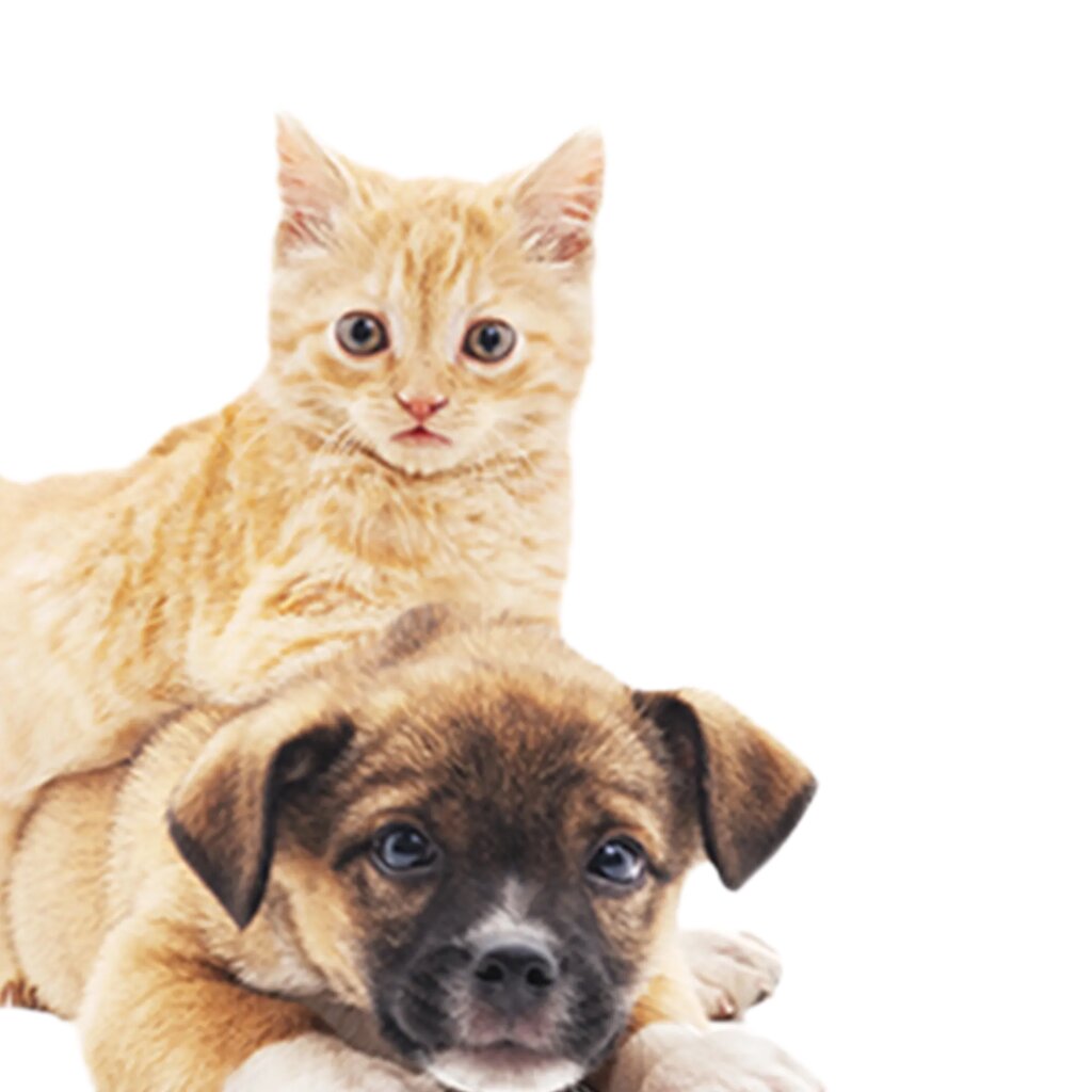 Internet marketing Getir, Izmit, photo