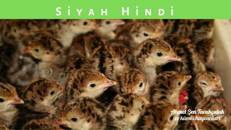 Egg and poultry meat Ahmet sen Chicken And Poultry, Havsa, photo