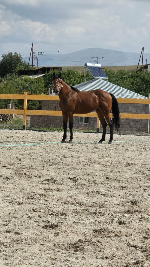 Horse riding Ипподром, Kotayk, photo