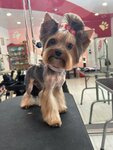 Доберман (100-y kvartal, 10), salón de mascota, peluquería de animales