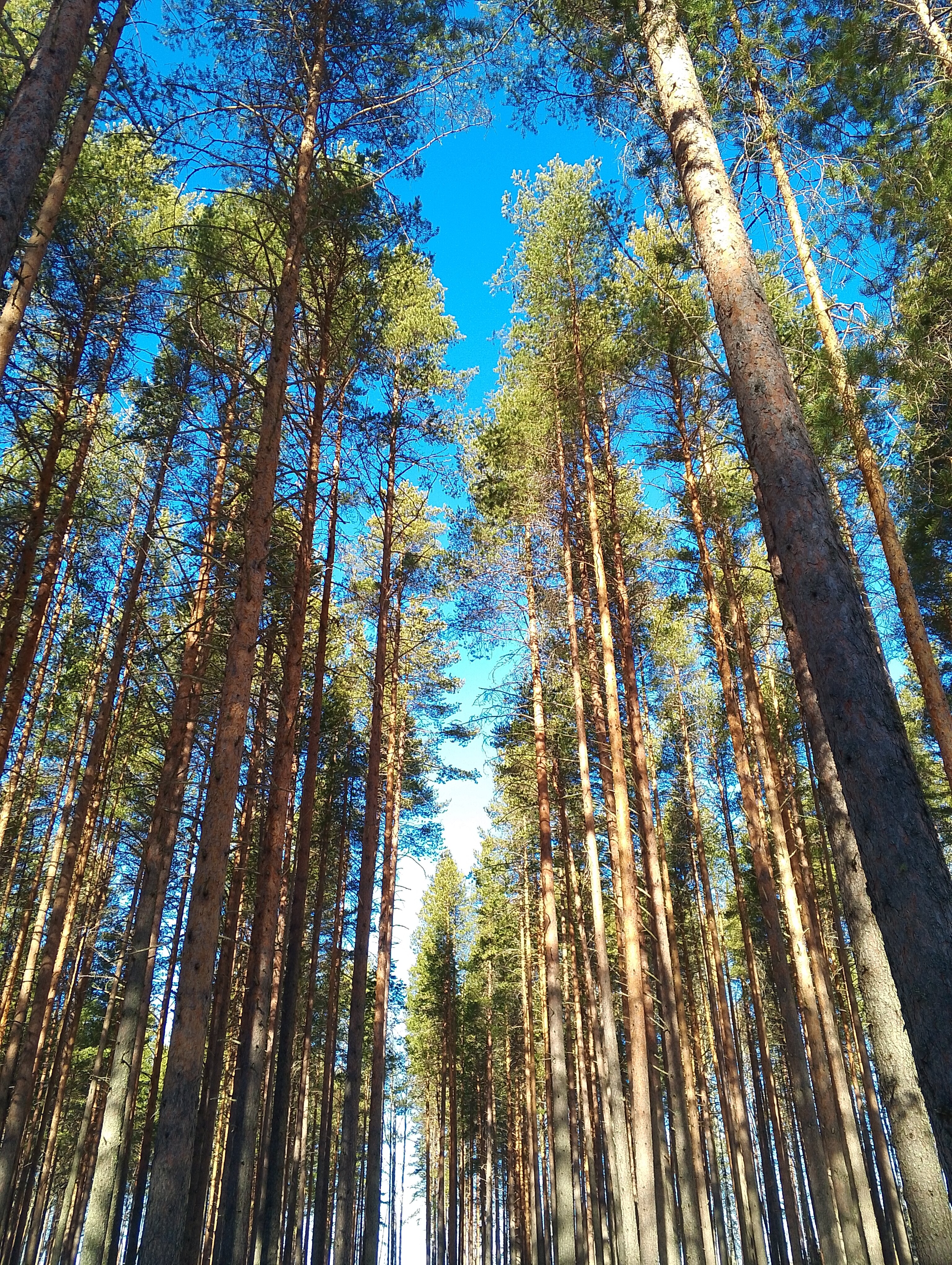 Фото Сандал