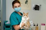 Veterinariya (ulitsa Ostrovskogo, 28), veterinary clinic