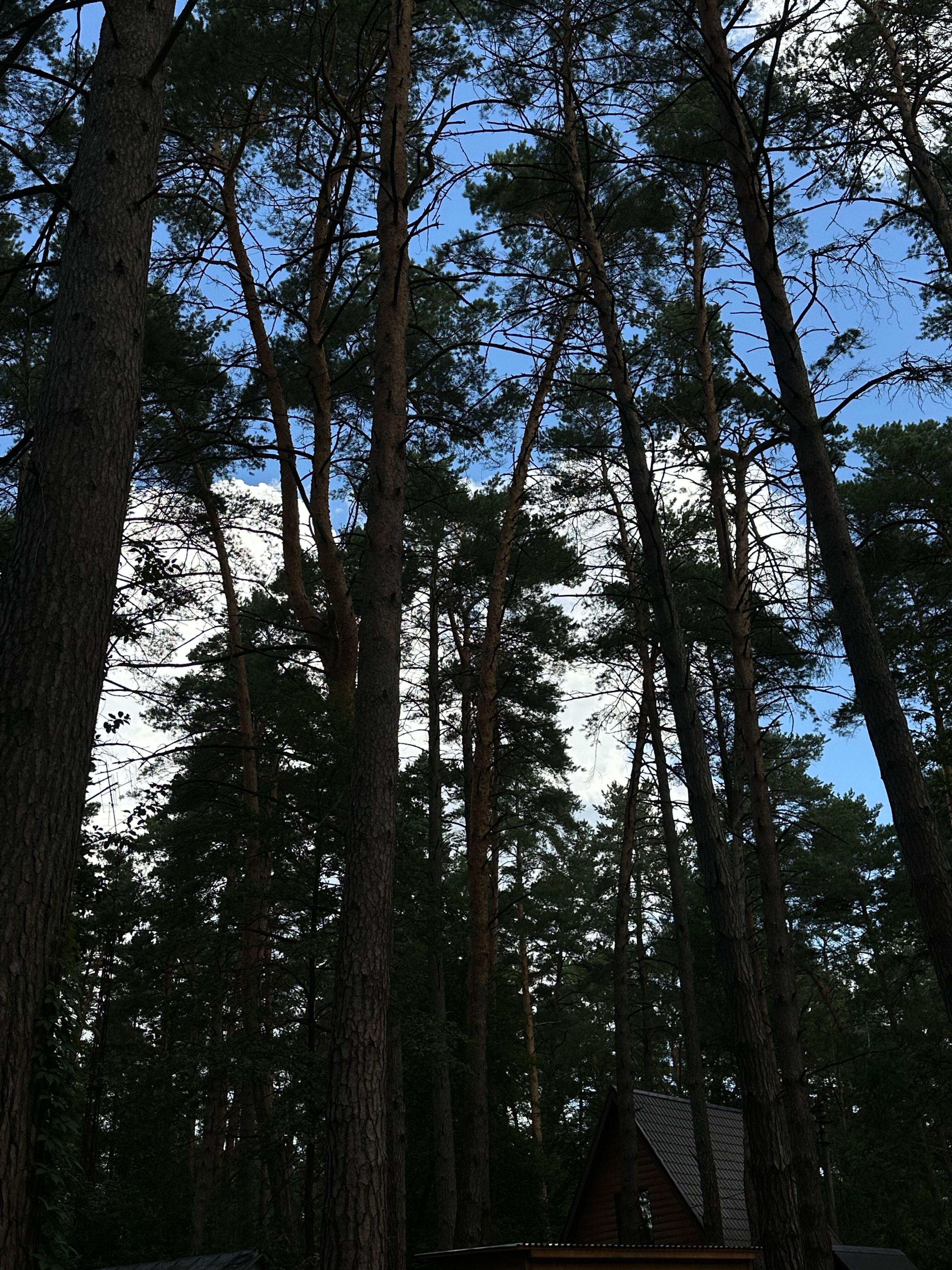 Фото Шепот Вашаны