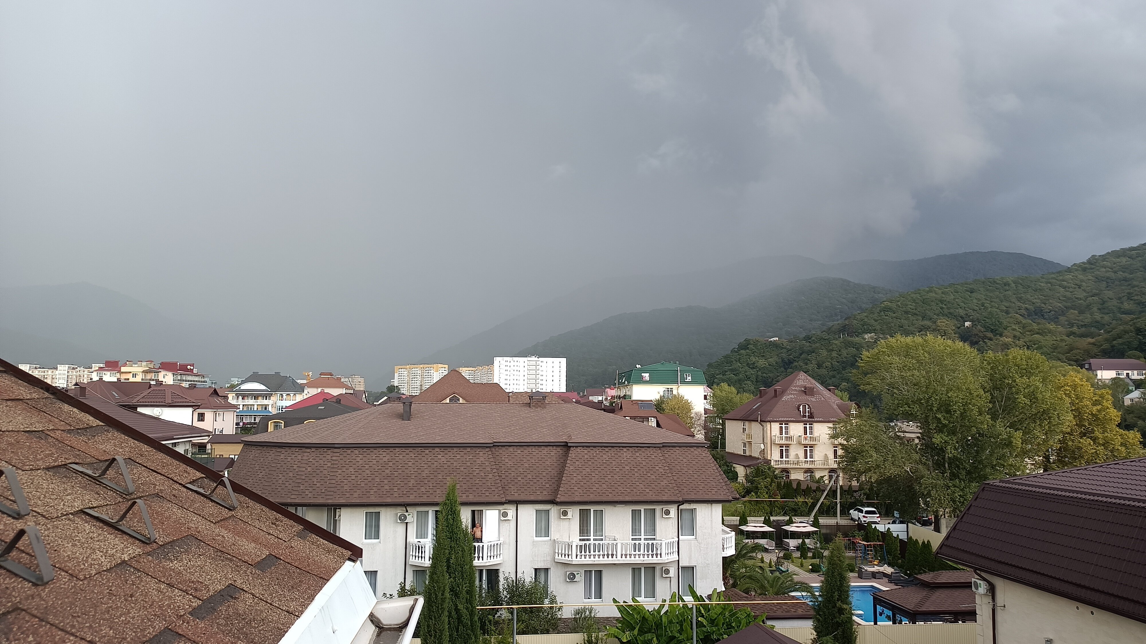 Фото Розмарин