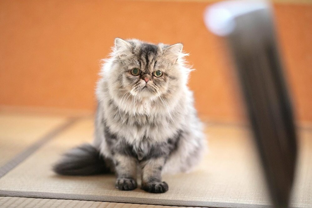 Фото Oyado Ichizen