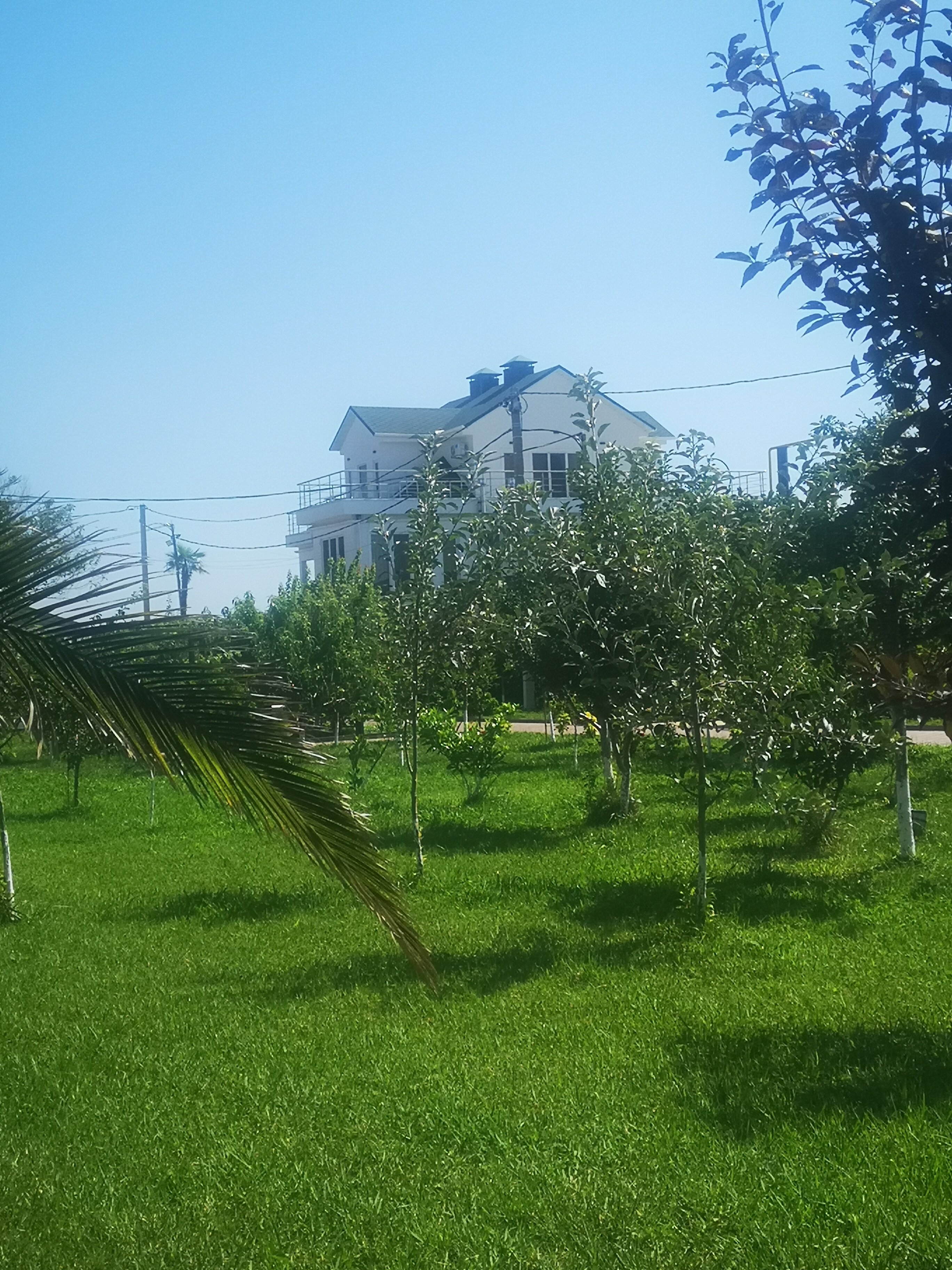 Фото Черный кот