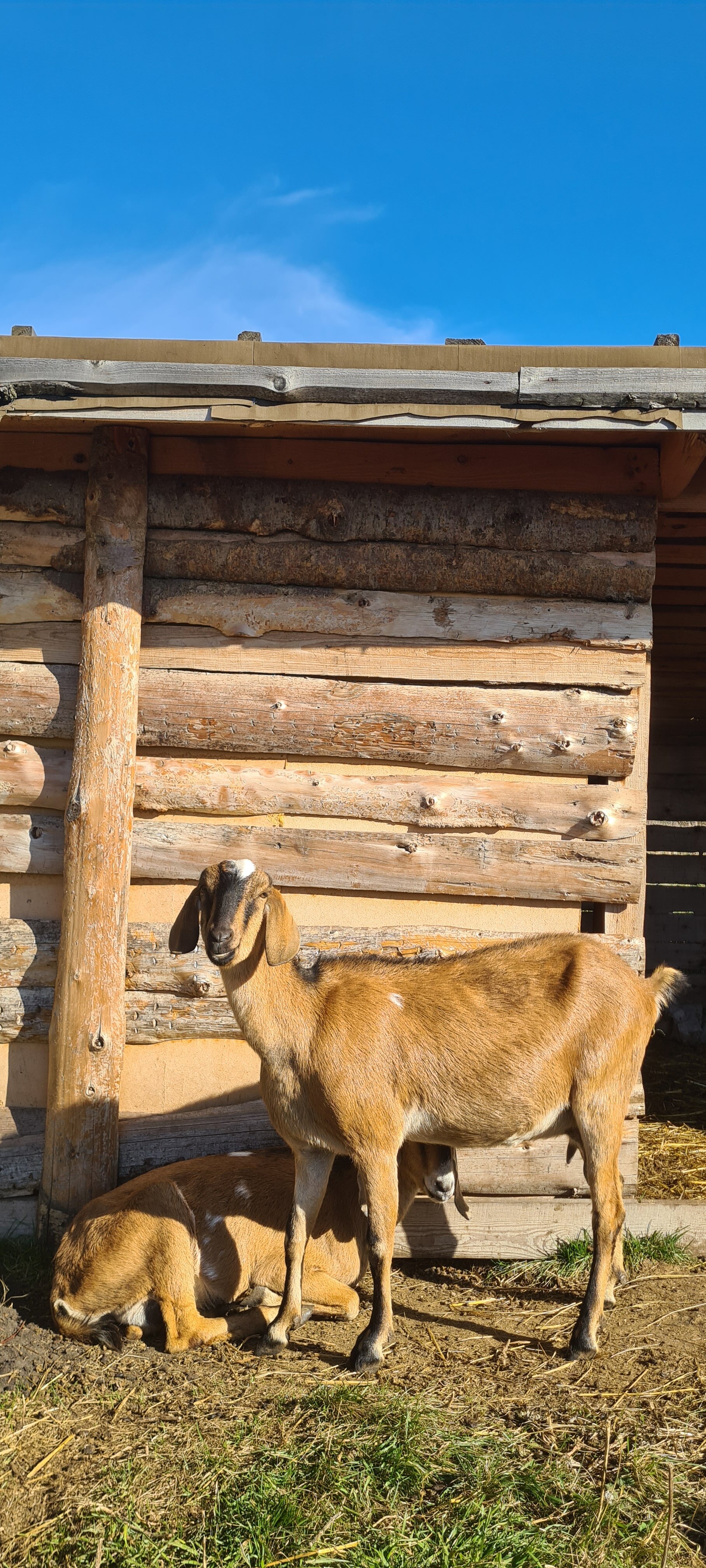 Фото Глэмпинг Стрекоза