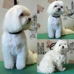 Slon and mos’ka (Pobedy Avenue, 19А), pet salon