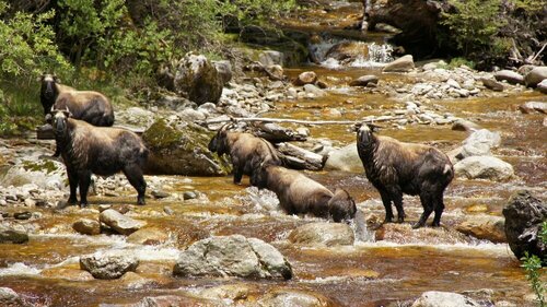 Гостиница Bhutan Serviced Apartments в Тхимпху