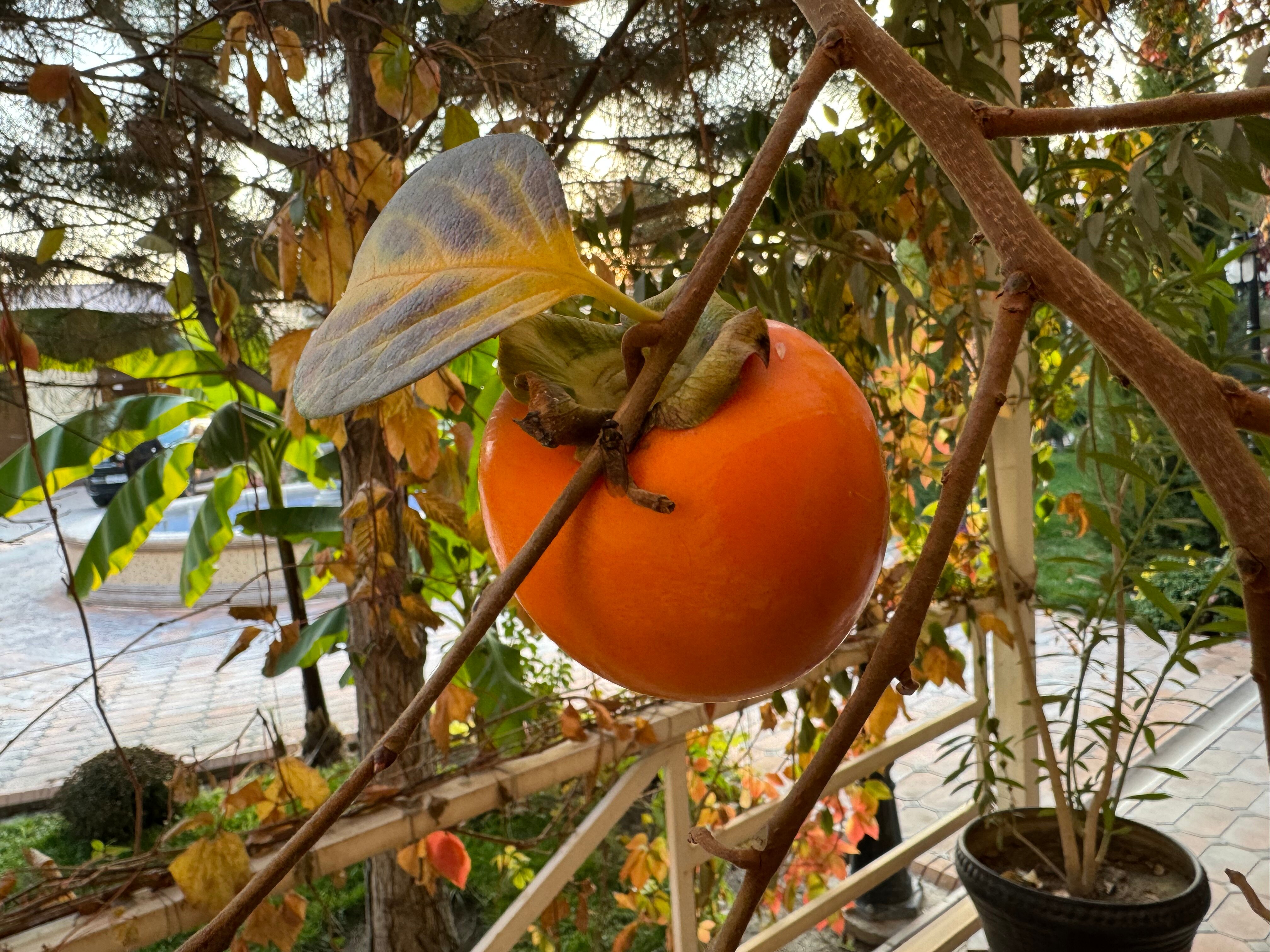 Фото Karvon Samarkand