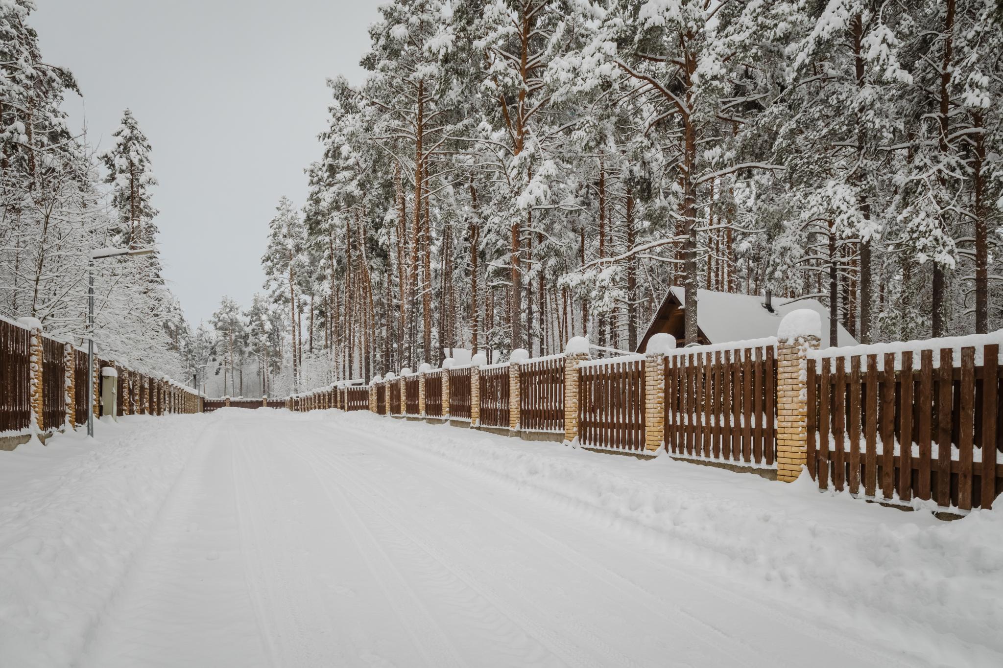 Фото Брусника
