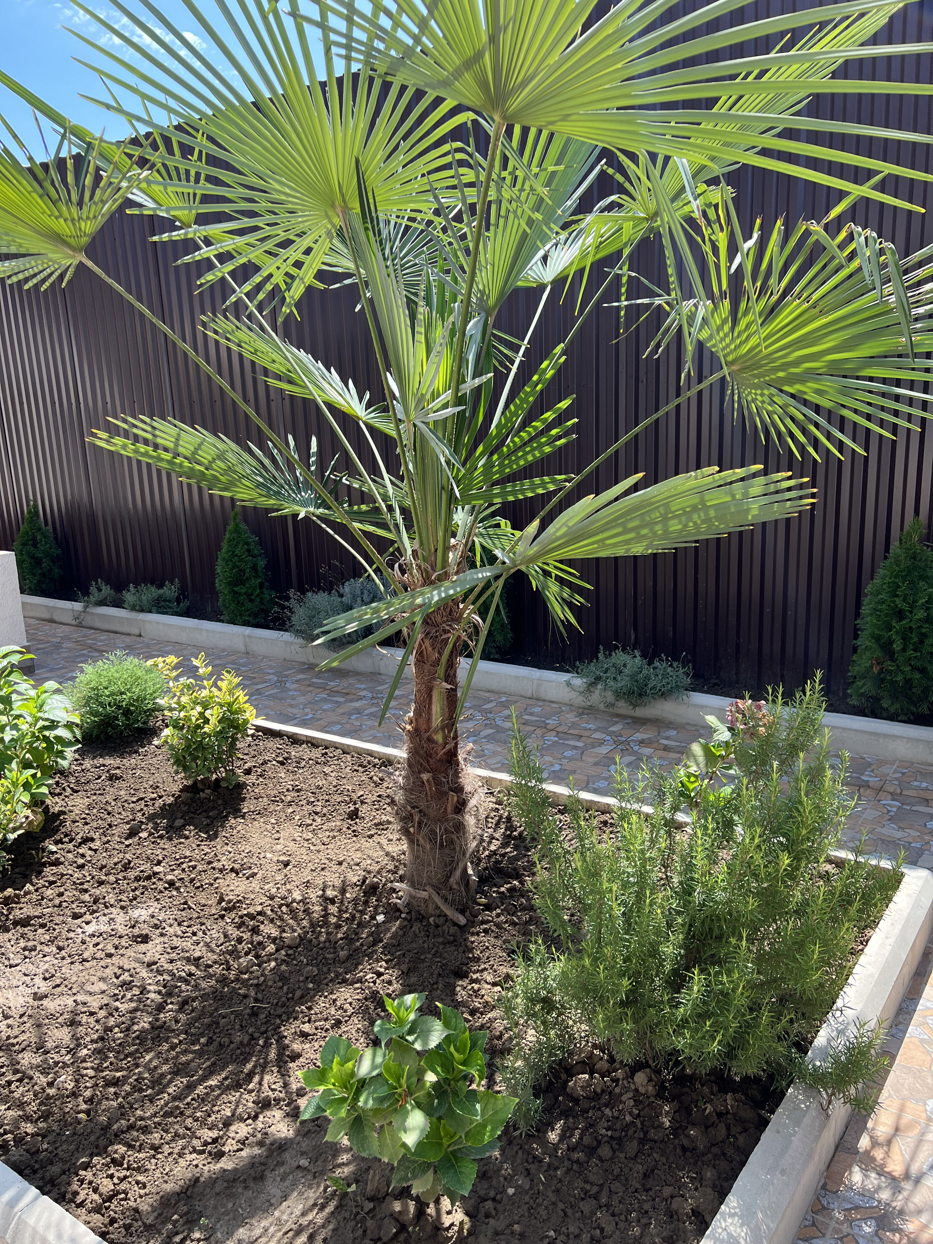 Фото Дельфин-море