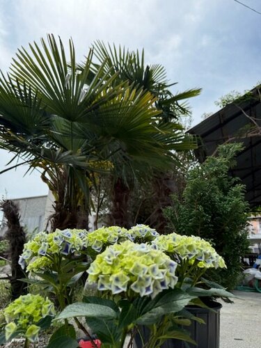 Внешний вид отеля МаЛи в Алахадзах, фото 5