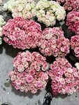 Yonca Floristry (İstanbul, Zeytinburnu, Veliefendi Mah., 114. Sok., 6D), gardeners' partnerships and societies