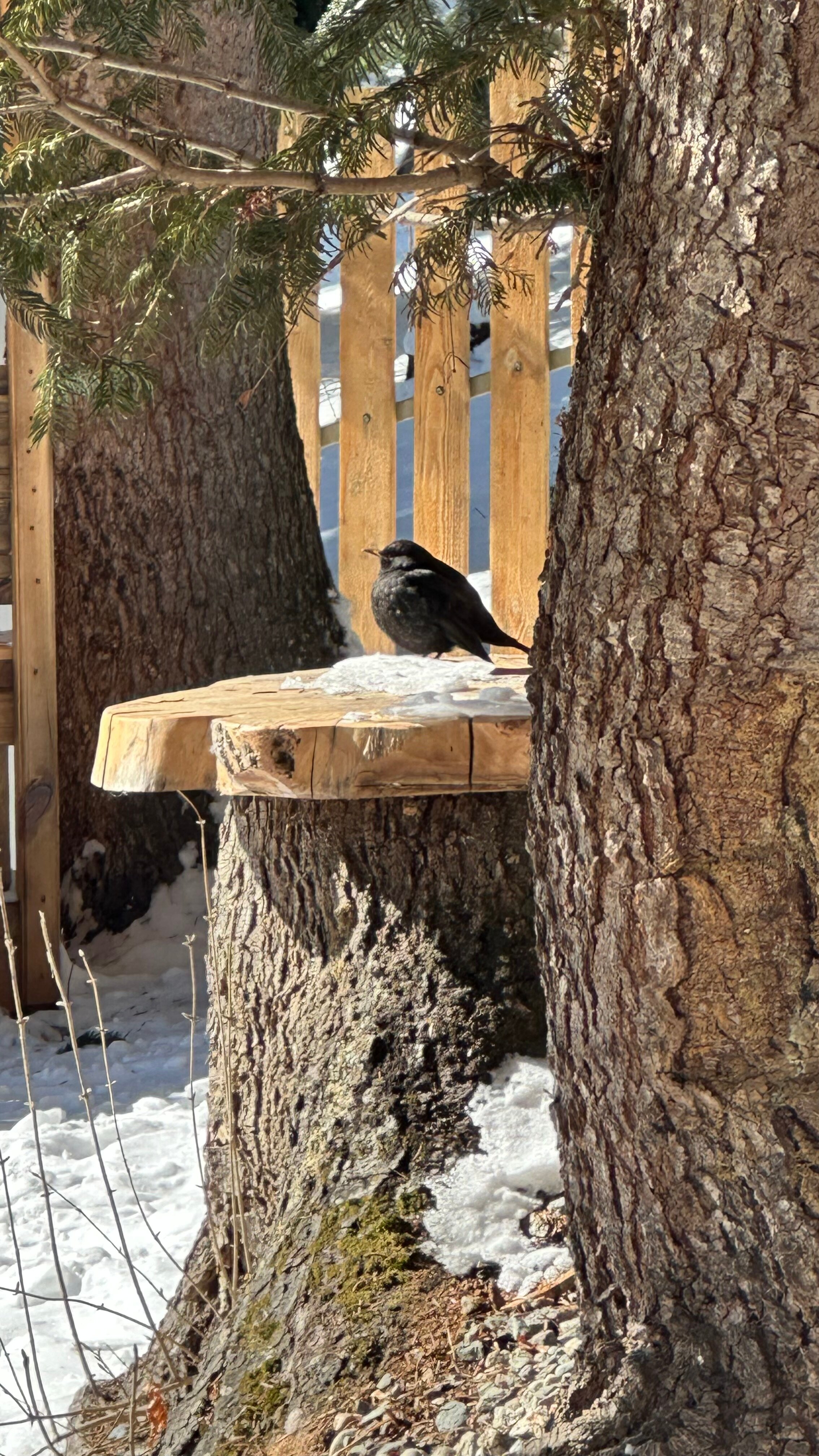 Фото АрхызGreen