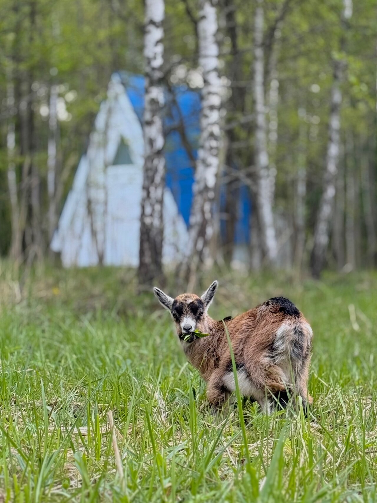 Фото Тишь да Лес