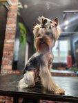 Black Dog (ulitsa Shaumyana, 8), pet salon