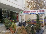 Bahcevan Cicek (Ankara Province, Cankaya District, Aziziye Mah., Piyade Sok., 10A) ، النباتات والزهور الاصطناعية