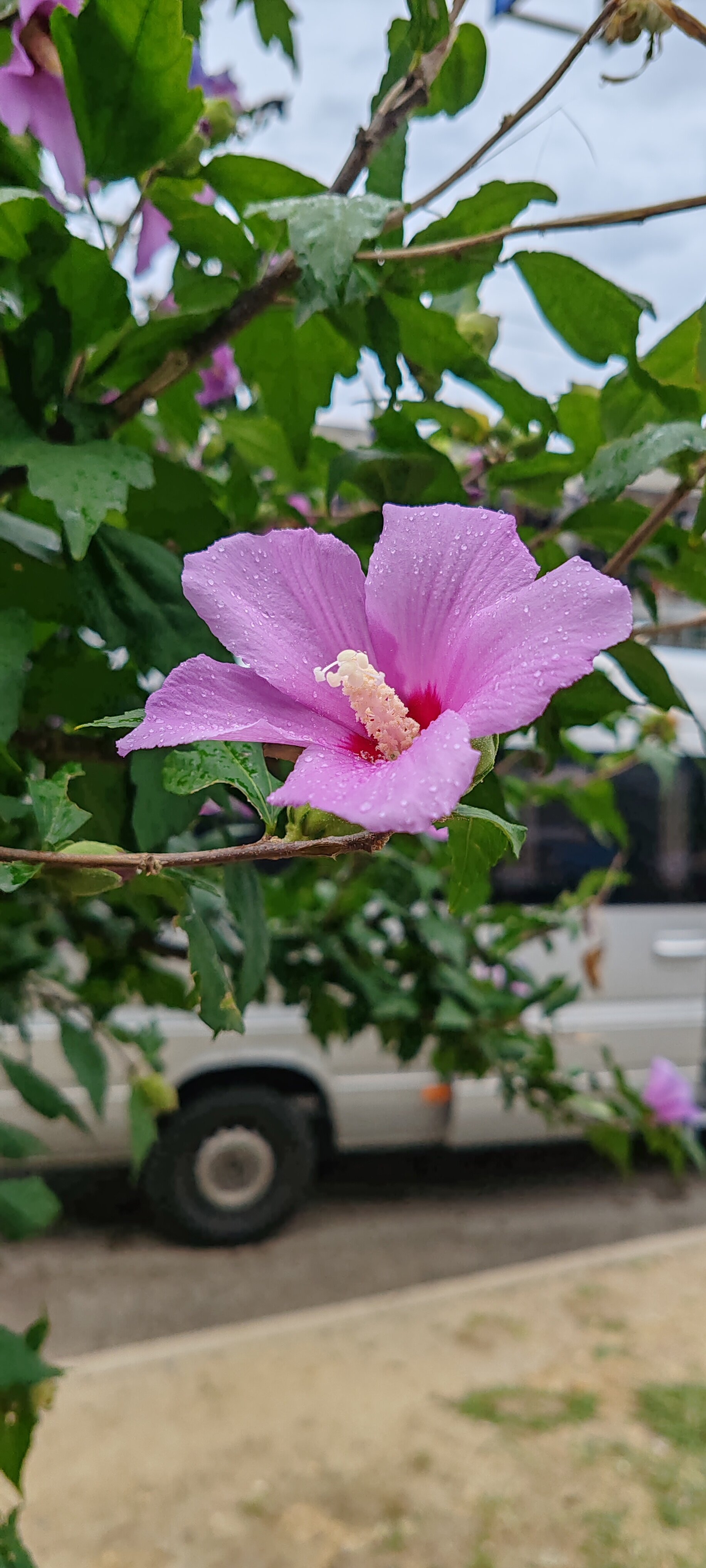 Фото River hotel