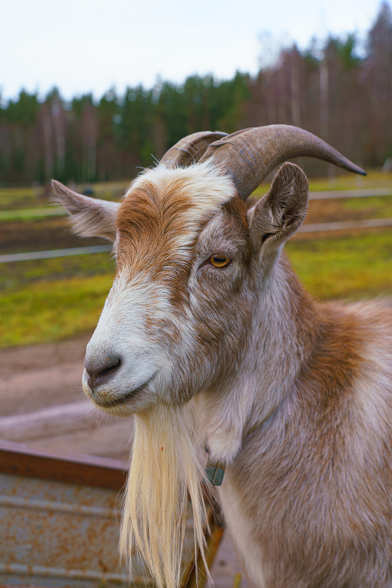 Фото Виллы White Resort Поляны Карелия