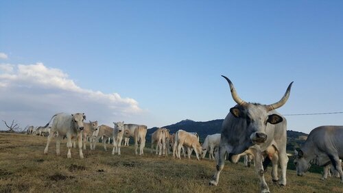 Гостиница Agriturismo i Rondinelli