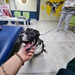 Vega Veterinary Clinic (Manisa Province, Saruhanli District, Gazi Osman Paşa Cad.), veterinary clinic