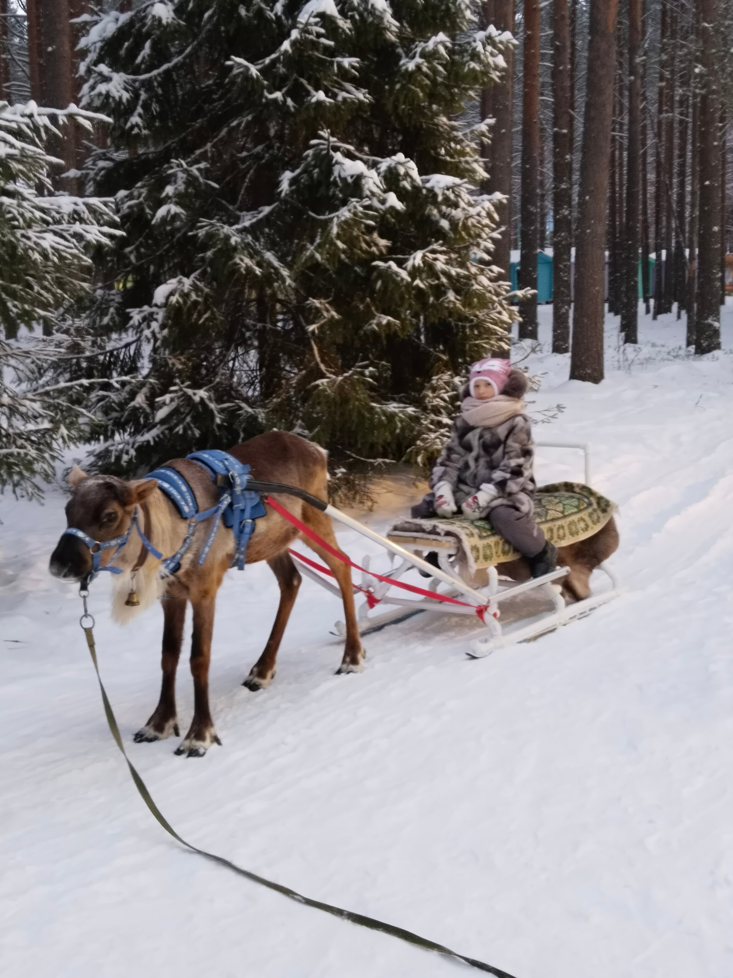 Фото Вотчина Деда Мороза