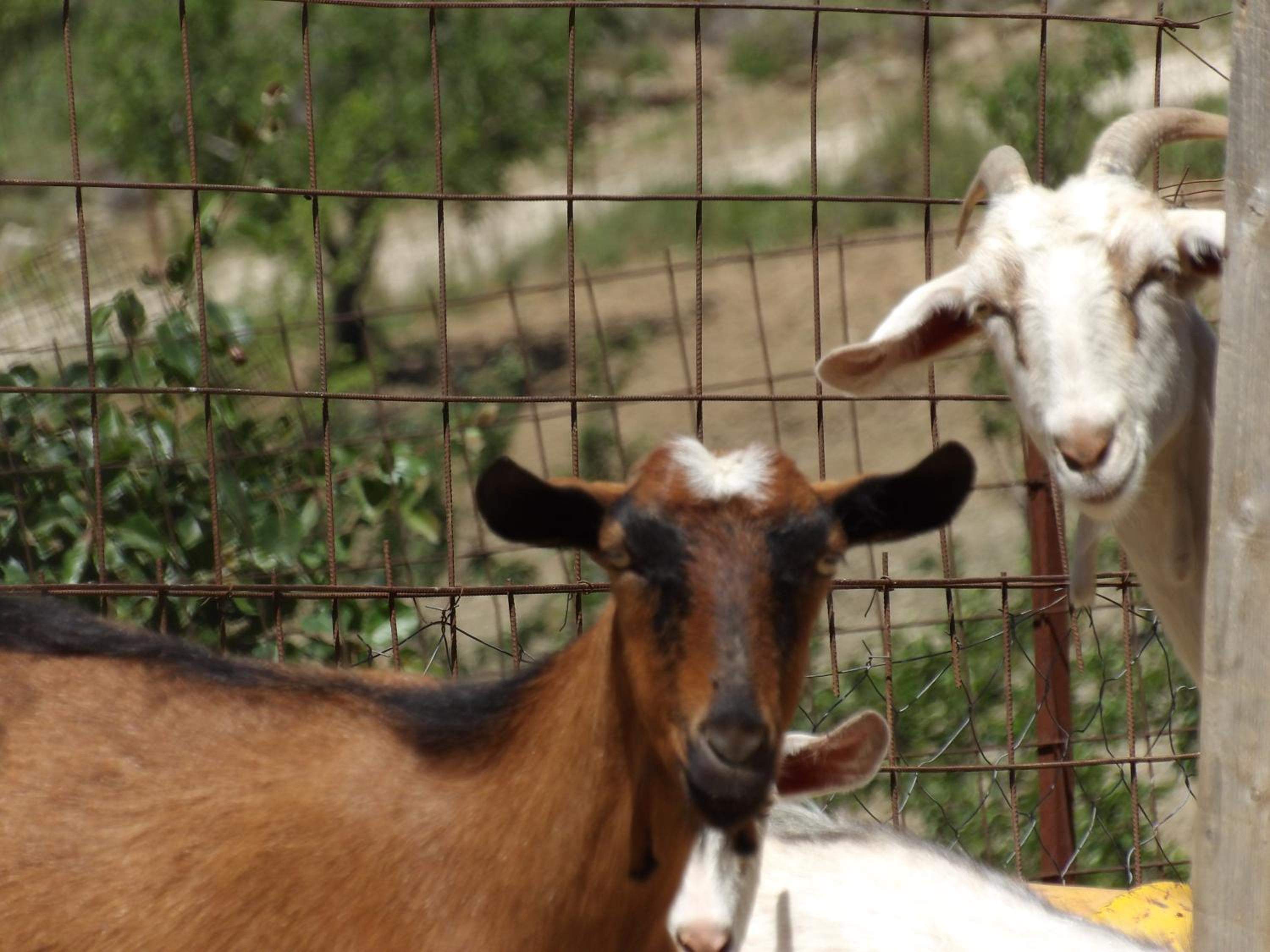Фото Arodamos Traditional Houses