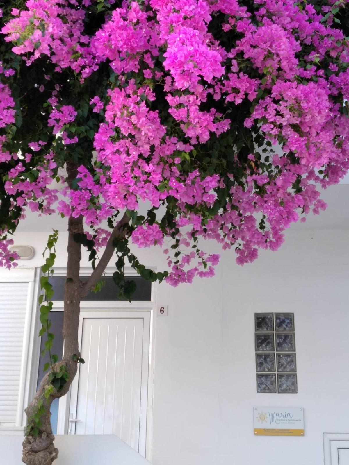 Фото Maria Studios and Apartments