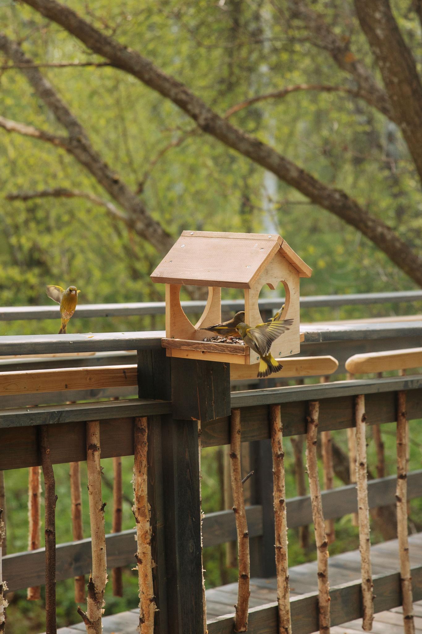 Фото Лапочкино гнездо Дома на деревьях