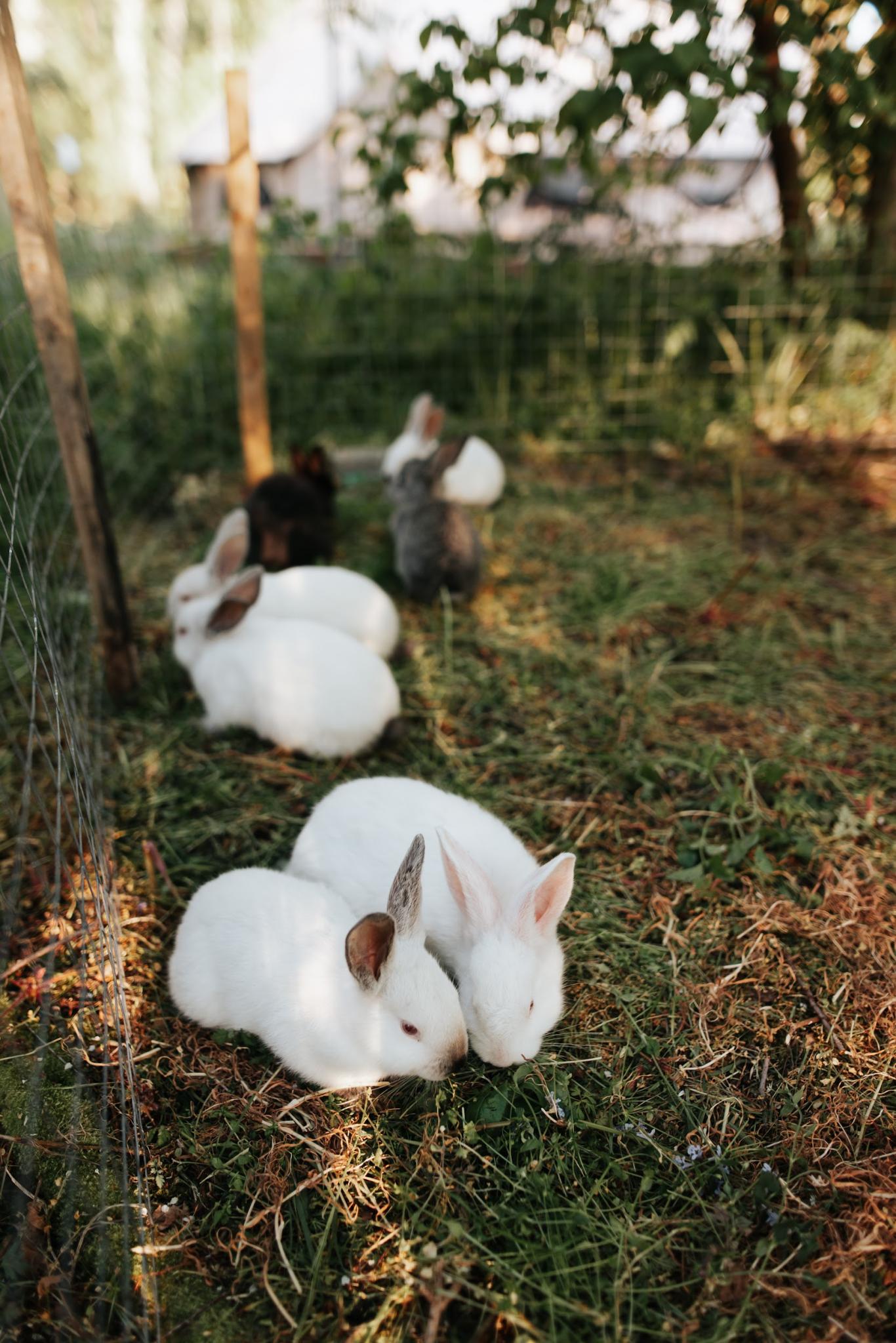 Фото Polyana Glamping