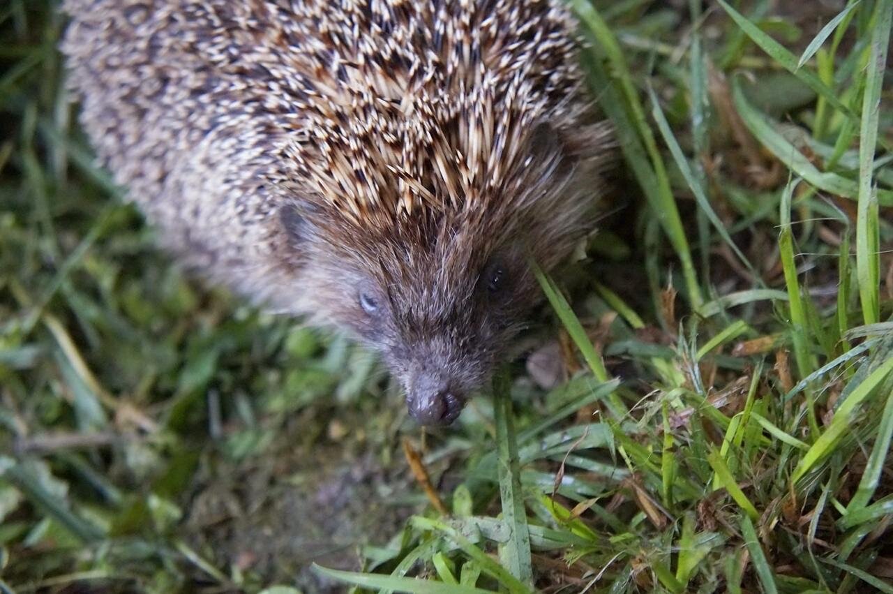 Фото Белый волк