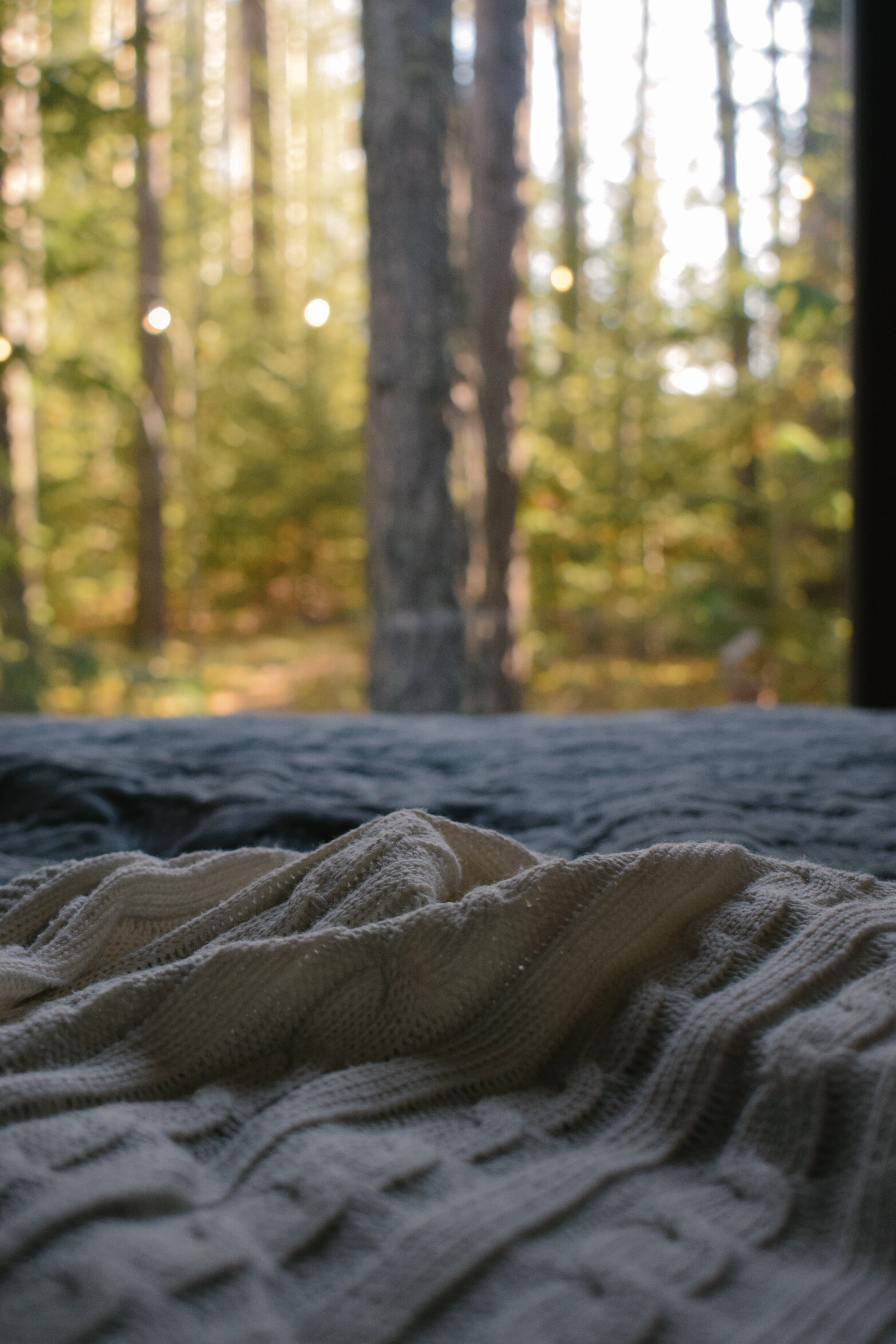 Фото Ёлки да Сосны