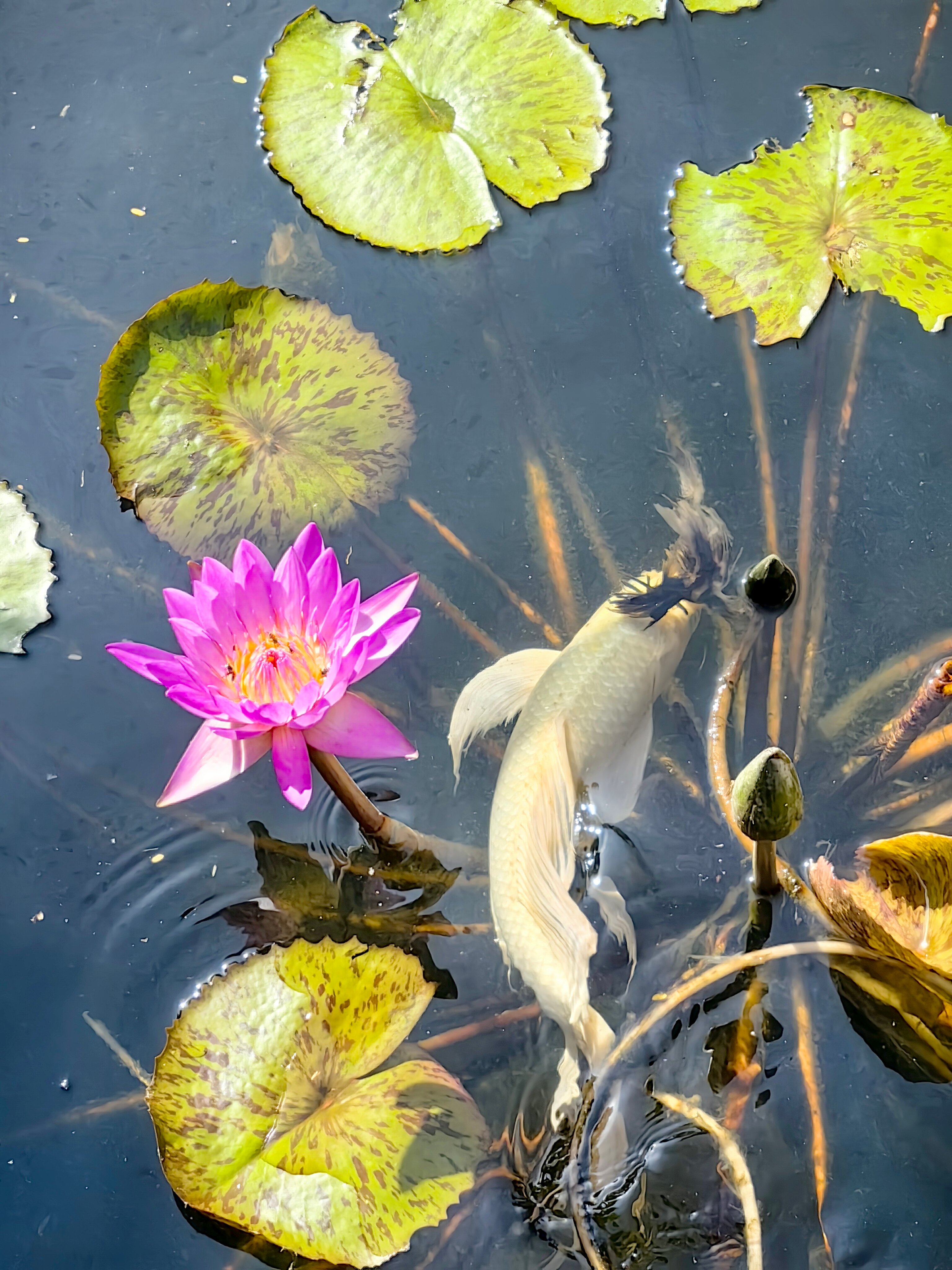 Фото Phu Hai Beach Resort & SPA Phan Thiet