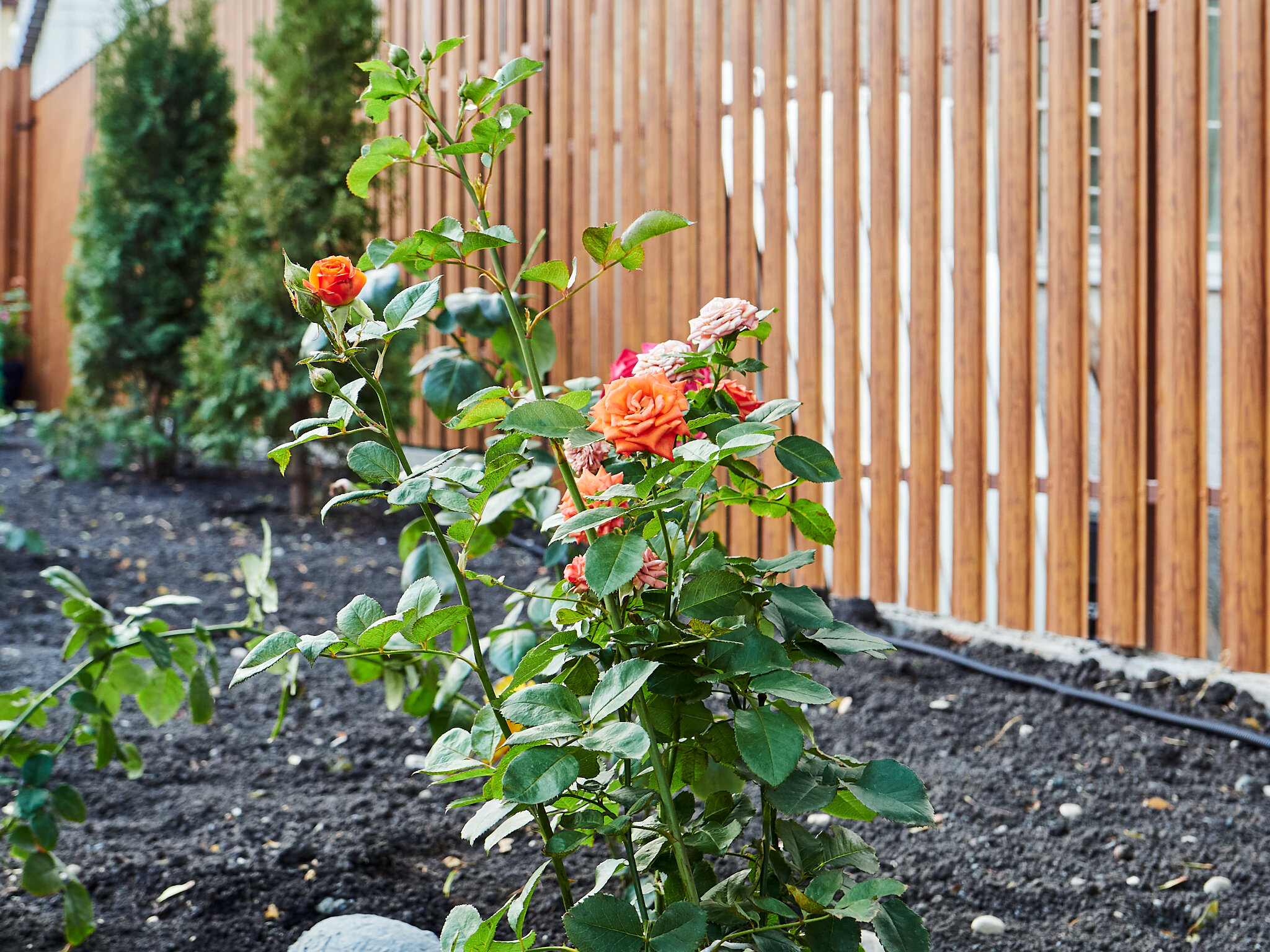 Фото Вилла Роз