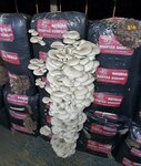 Free Mushroom (İstanbul, Büyükçekmece, Türkoba Mah.), cultivo y venta de setas