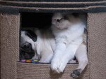 Catsdog.ru (1st Dorozhny Drive, 1с4), tienda de animales