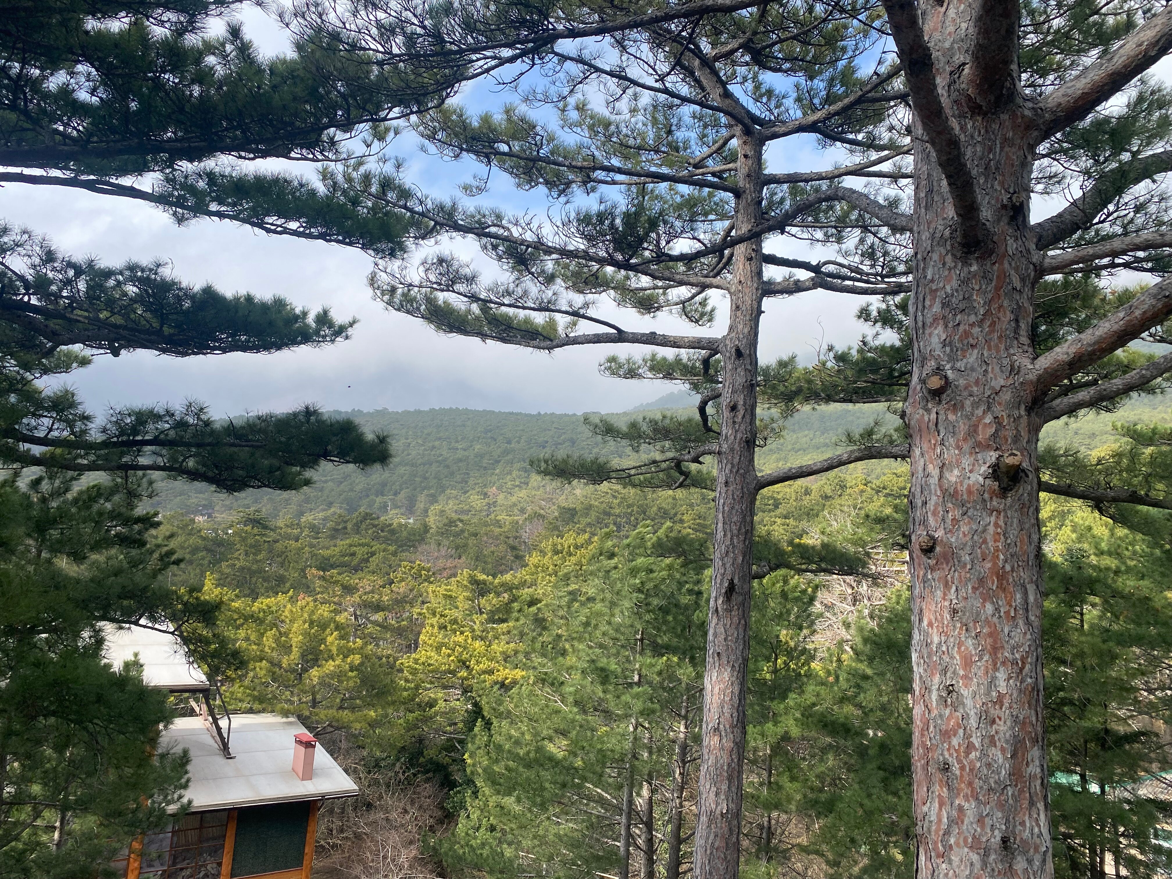 Фото Леший Ялта