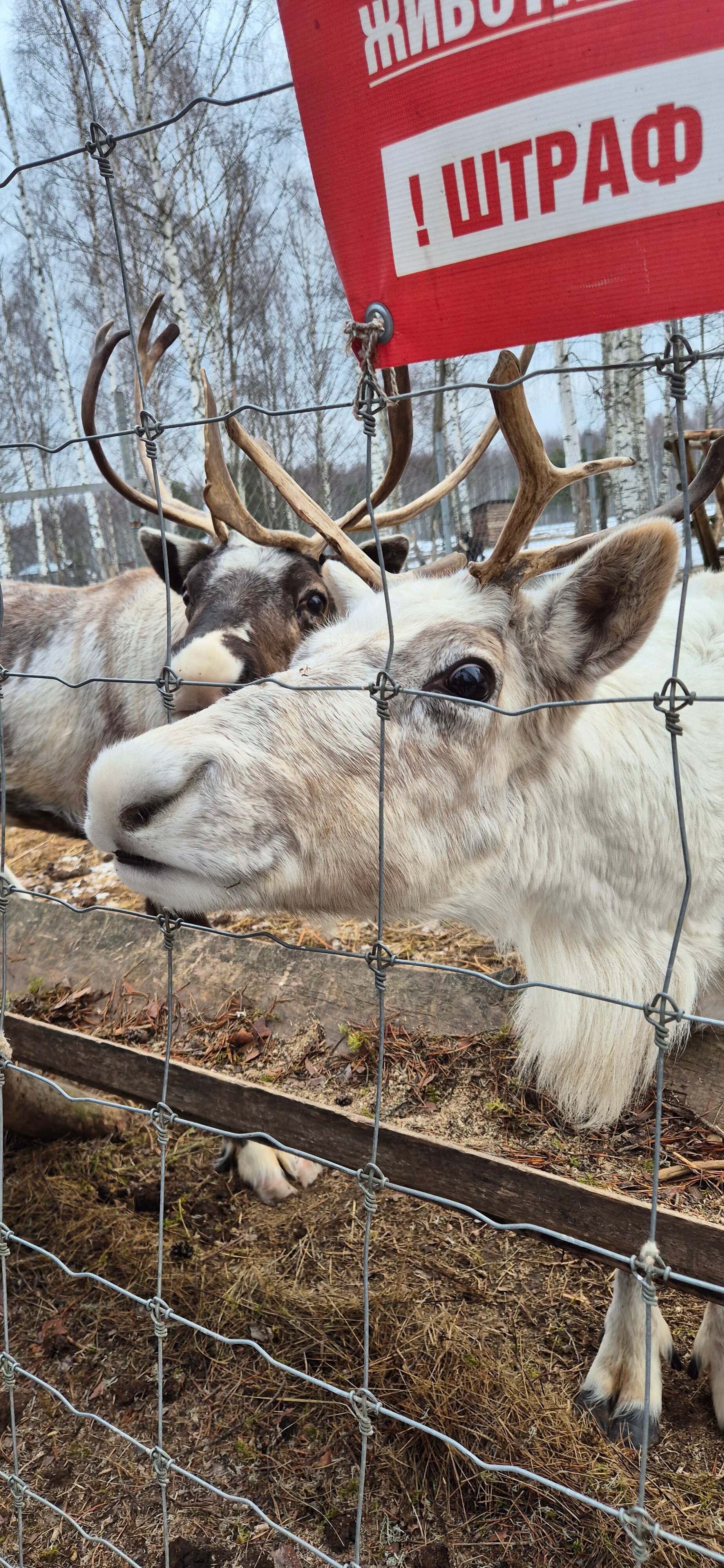 Фото Оленья ферма СудимирЪ