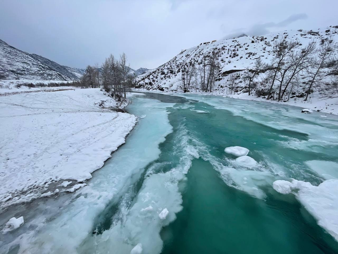 Фото Дикий Еж