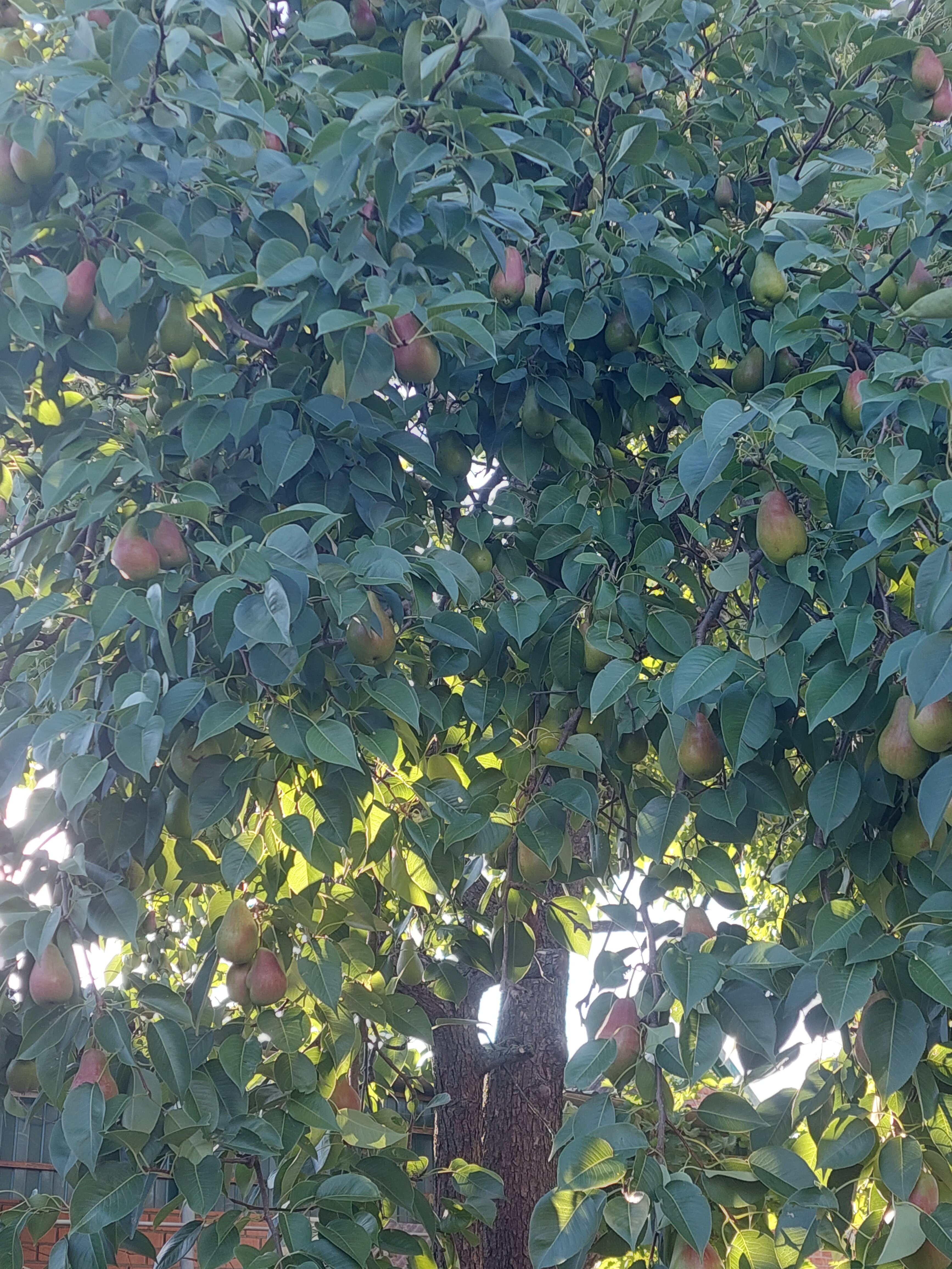 Фото Баунти