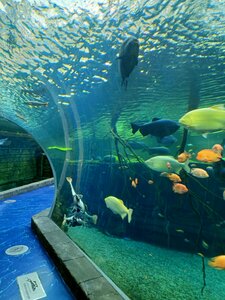 حوض السمك Crocus Oceanarium ، ، صورة