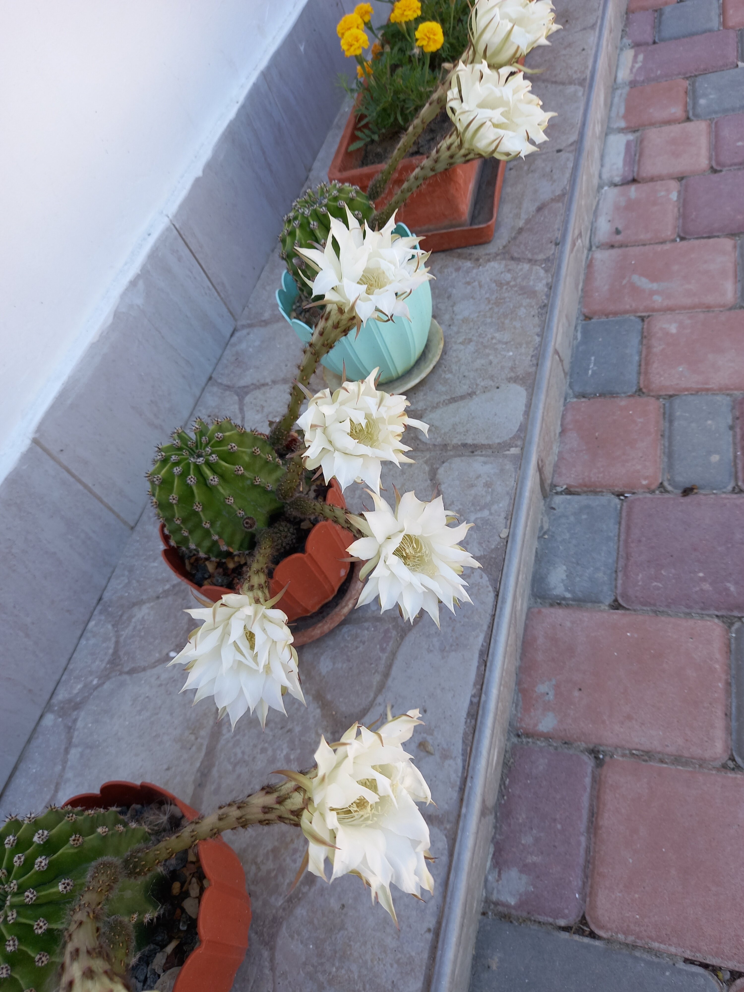 Фото Зарафшан