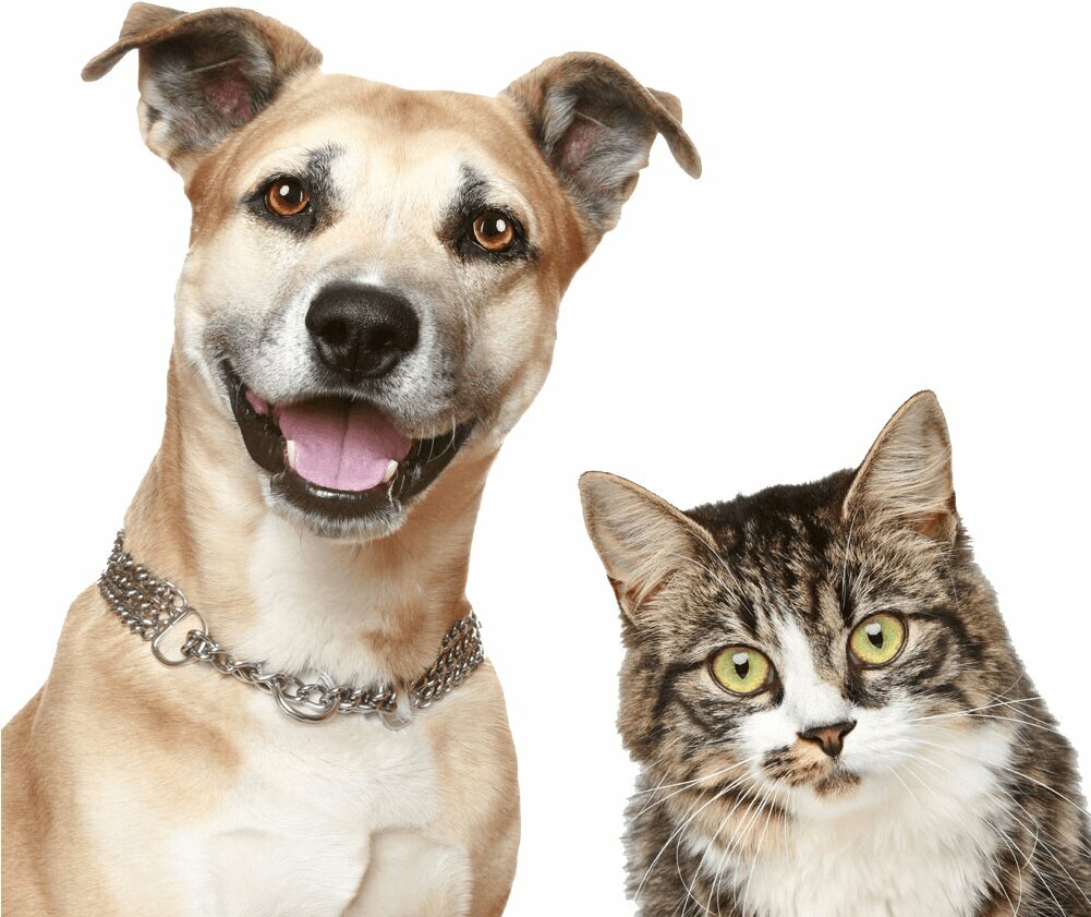 Veterinary clinic Vetland, Ajman, photo