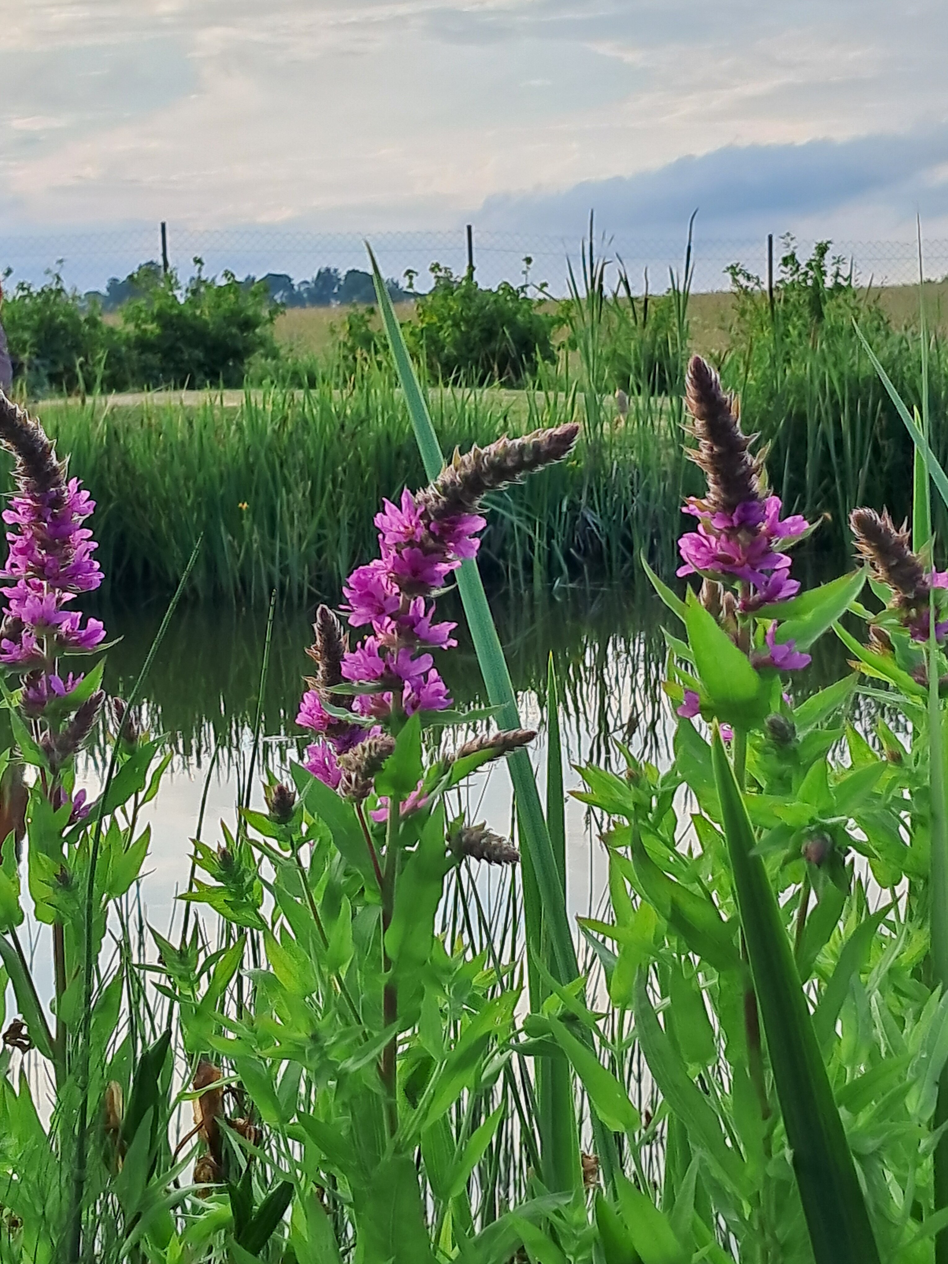 Фото Просто Квашино