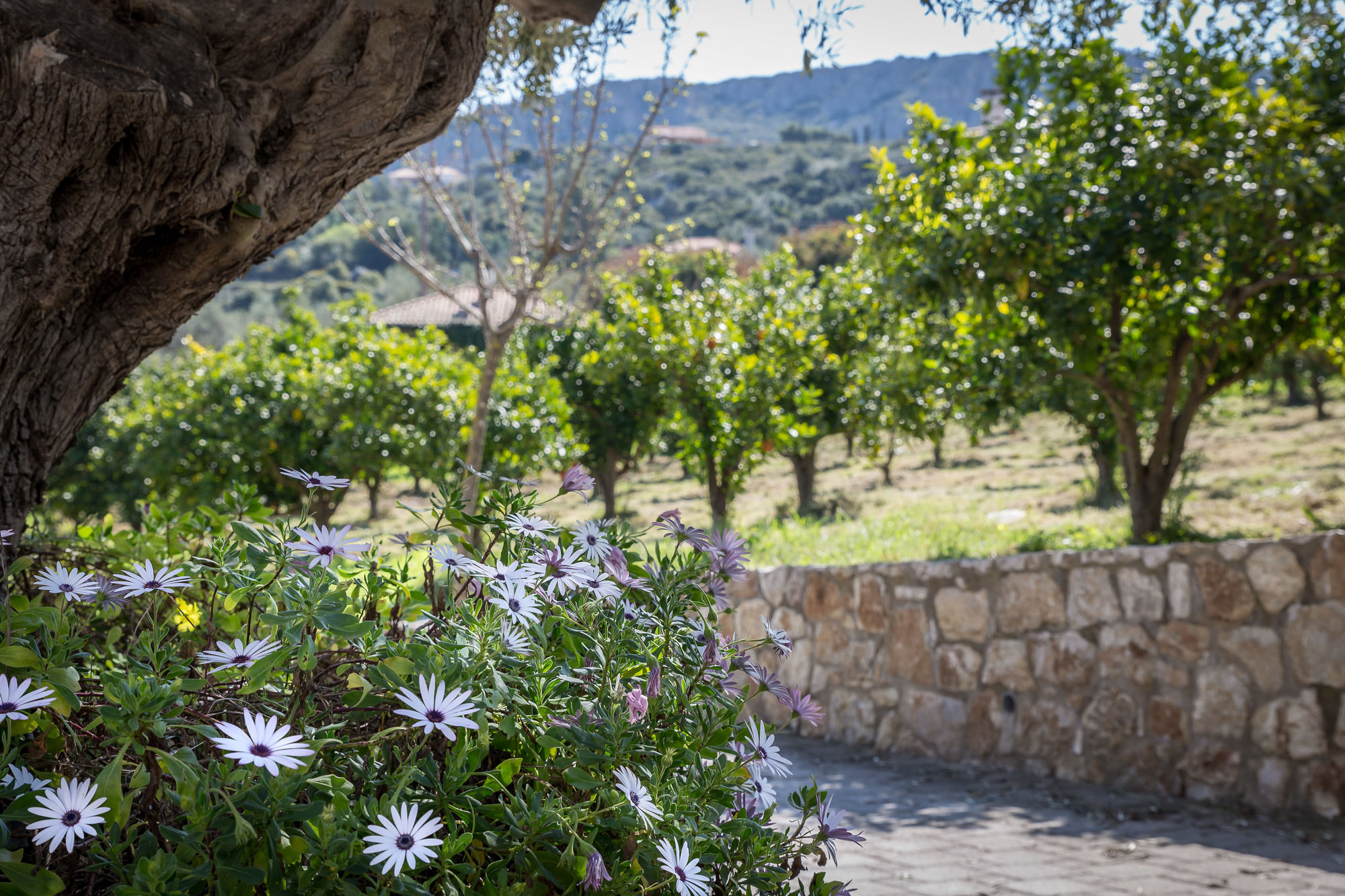 Фото Klymeni Traditional Homes
