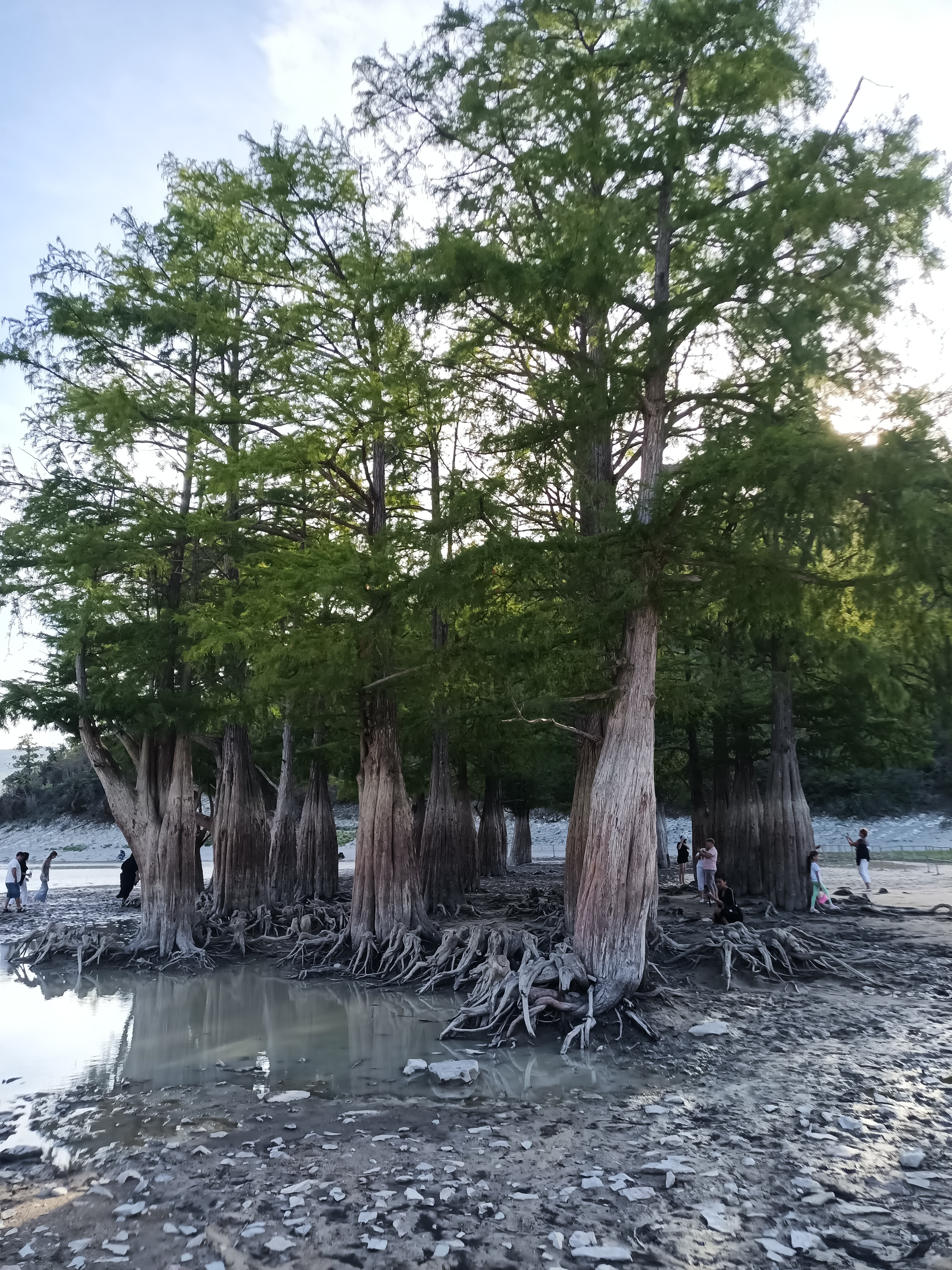 Фото Кипарис