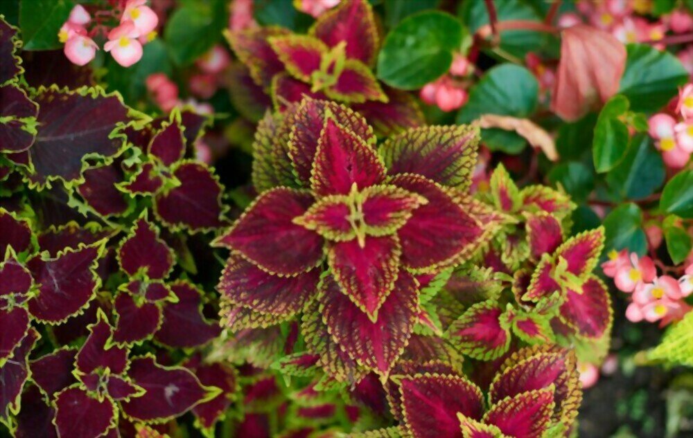 Breeding and seed production Arabian Agricultural Engineering, Dubai, photo