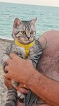 Товары для животных (Pervomayskaya ulitsa, 2Г), tienda de animales