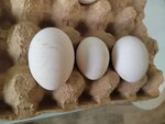 Яйцо, птица (Leningrad Region, Kirovskiy District, Priladozhskoye gorodskoye poseleniye), egg and poultry meat